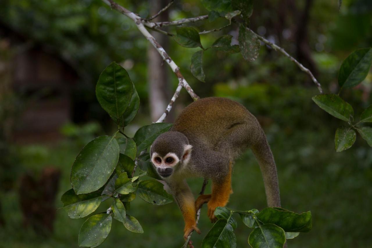 La Ceiba, Amazonas Hotel Leticia Eksteriør billede